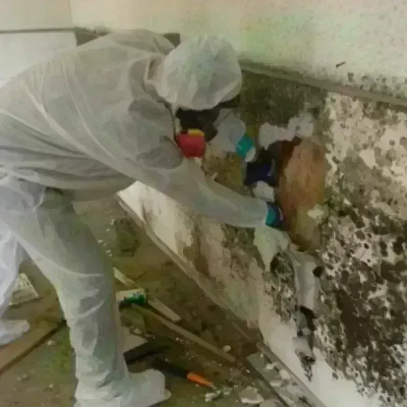 Mold Remediation and Removal in Holdenville, OK